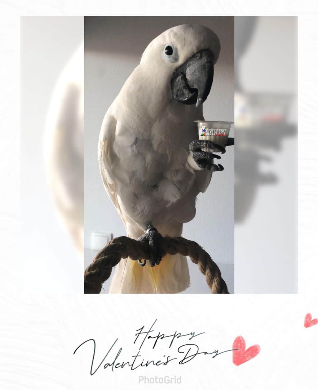 ? Enjoy Harley's Lifeのインスタグラム：「Happy Valentines day everyone 💙💚💛🧡💜🖤🤍🤎💖❤️#valentineday #valentine #love」