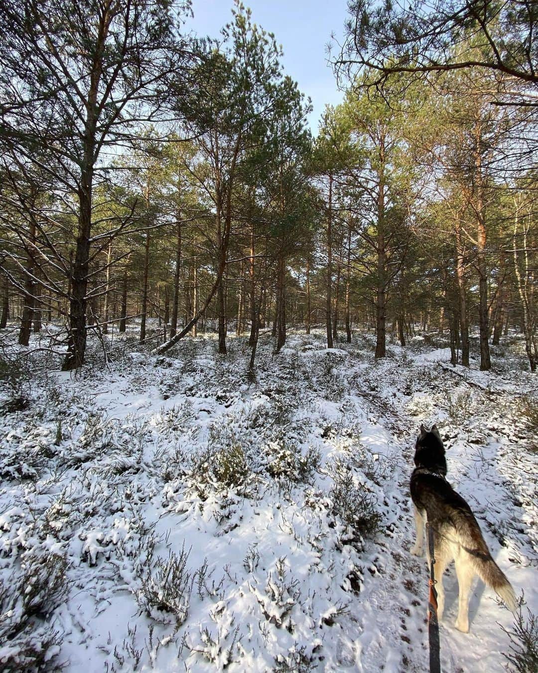 キャロライン・シノさんのインスタグラム写真 - (キャロライン・シノInstagram)「Pas beaucoup de grimpe cette semaine mais des paysages merveilleux à #fontainebleau ❄️☺️ 1/ la Merveille 2/ plaine de Chanfroy 3/ Coquibus 4/ Mare à Piat 5/ Blocs de calcaire 📸 @claravaschetto 😀 6/ Surprise」2月14日 17時51分 - carosinno