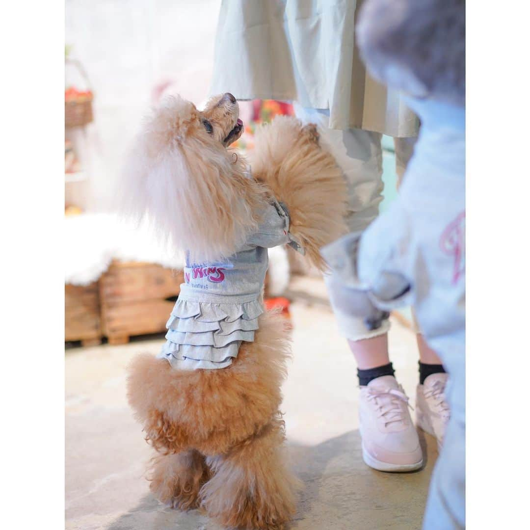 Toypoodle Mikuru?Asakusa Tokyoさんのインスタグラム写真 - (Toypoodle Mikuru?Asakusa TokyoInstagram)「20210214 Sunday. You're always in my thoughts💖 HAPPY VALENTINE'S DAY💕  #asknowasdewan #asknowasdewan公式アンバサダー #asknowasdewanマロニエゲート #もうすぐ14歳  @snobbishbabies_komazawa にて昨日展示会行ってきました☺️ この春夏物もめちゃ可愛いです😆😆😆」2月14日 17時57分 - purapura299