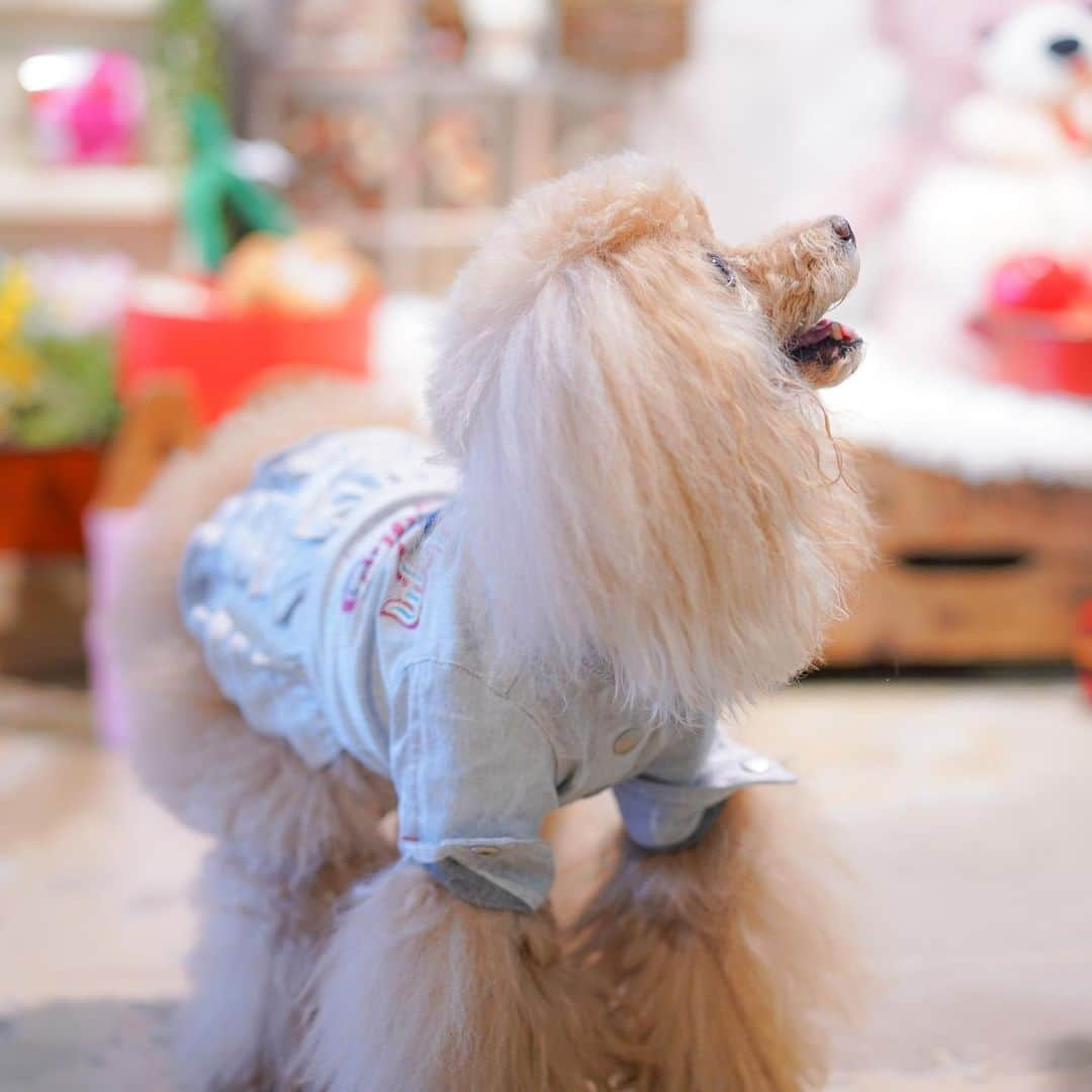 Toypoodle Mikuru?Asakusa Tokyoさんのインスタグラム写真 - (Toypoodle Mikuru?Asakusa TokyoInstagram)「20210214 Sunday. You're always in my thoughts💖 HAPPY VALENTINE'S DAY💕  #asknowasdewan #asknowasdewan公式アンバサダー #asknowasdewanマロニエゲート #もうすぐ14歳  @snobbishbabies_komazawa にて昨日展示会行ってきました☺️ この春夏物もめちゃ可愛いです😆😆😆」2月14日 17時57分 - purapura299