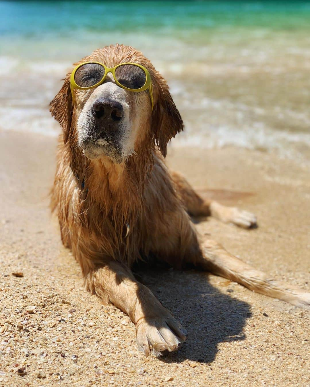 tamatamagoさんのインスタグラム写真 - (tamatamagoInstagram)「🐶マオしゃんのプライベートビーチへようこしょ😎🏝  #マオちゃんのクラビ島巡り2021  ③  ホン島のラグーンのお次〜  なななんと！ 船頭のおっちゃんが、マオねぇに 貸切プライベートビーチを用意してくれていました🎉🎉 さすが海を知り尽くした男‼️ どこに国立公園の監視委員がいるかももちろん知り尽くしていて😎 ここはツアーも寄らないし滅多に誰も来ないから、「君らのプライベートビーチだぜぇ！いいだろ！ガハハ😆」との事で、地図で見るとラン島と言うところのビーチへ☺️  もぉもぉ、私たちの希望を本当に良く分かってくれて😭本土からの海じゃ見れない綺麗な青い海のビーチ！ついにマオねぇも船から降りて泳げる時が来ました🎉🎉🎉  She arrived at hidden beautiful beach 🏝 💕   #着いたら本当に誰もいなくて天国 #後半同じく貸切ボートのカップル登場 #それでもものすごいプライベート感 #それでもお笑い系に行きがちな我が家😆😎 #なぜかアワアワだし😆😆  2021/02/14  #クラビ　#タイ　#krabi  #タイ暮らし　#ゴールデンレトリバー　#ゴールデンレトリバーのいる生活 #大型犬　#大型犬のいる暮らし #犬バカ部 #ワンコなしでは生きて行けません会 #goldenretriever #goldenretriever #goldenretrievers #goldenretrieversofinstagram #goldenretrieversworld #ilovemydog #fluffy #doglovers #dogoftheday #dogsofinstagram」2月14日 18時08分 - tamatamago