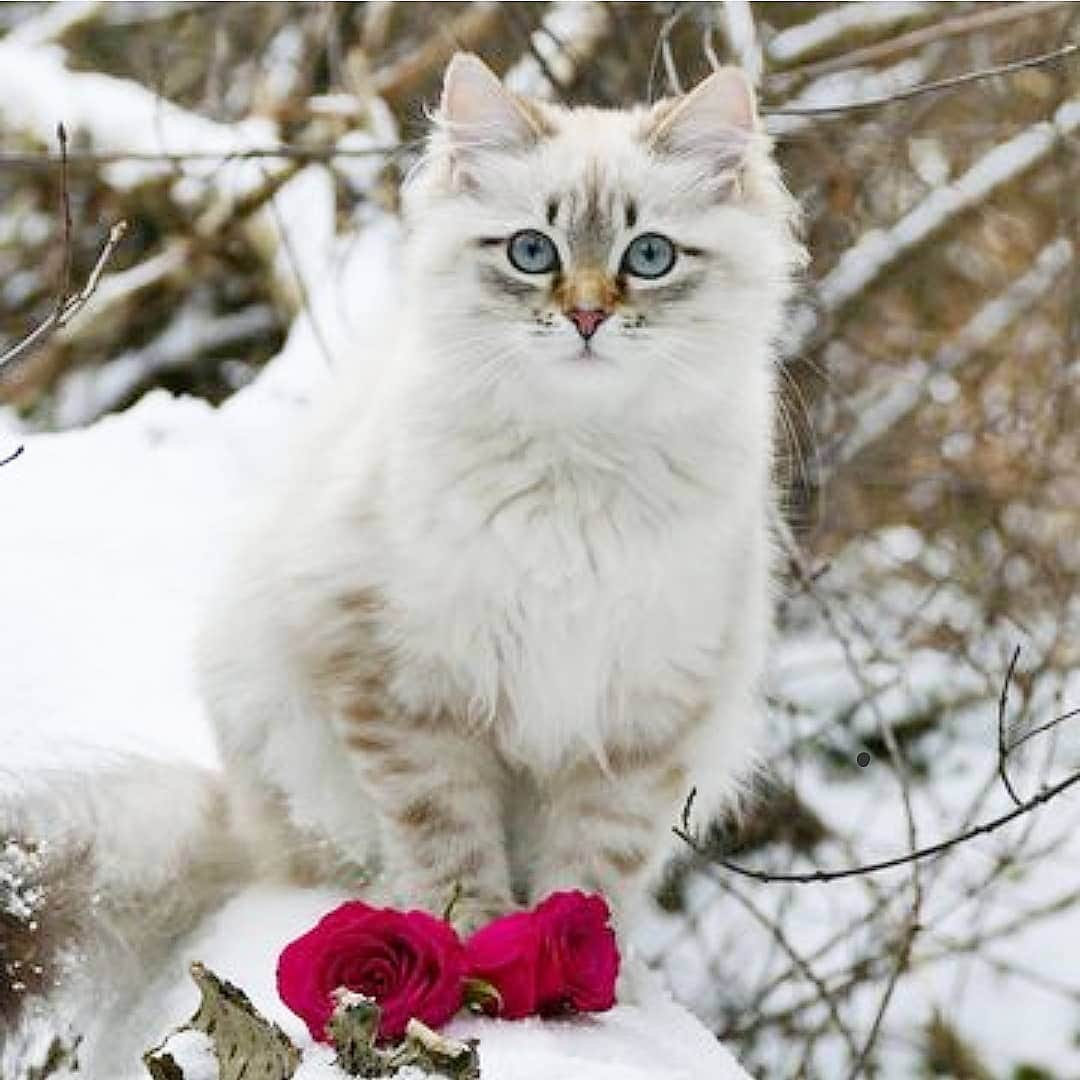 Floraのインスタグラム：「Why am I posing with roses?! 😹 Happy valentines! #Throwback #catsoﬁnstagram #summer#cat#igcutest_animals #cat_features #cutepetclub #fluffypack #katt #bestmeow  #weeklyfluff #meow #AnimalAddicts #kittycat #cat #cats #kitten #kittens #kawaii #instacat #calico #neko #winter #february #valentines #2020 #sibiriskkatt #siberiancat」
