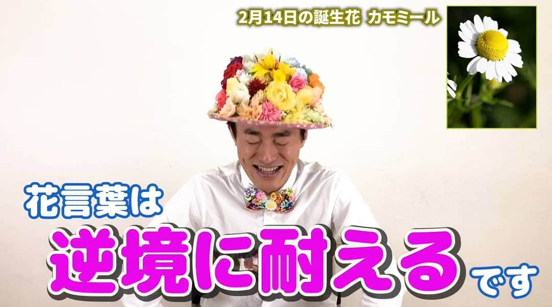 お花くん（神宮寺しし丸）のインスタグラム：「YouTube『お花くんチャンネル』 バレンタインデーの夜をいかがお過ごしですか？ チョコを贈る予定も貰う予定もない。。。そんな貴方に見て欲しい。  ～逆境に耐え続けるチャンネル～ https://t.co/GhBw1j28NB」