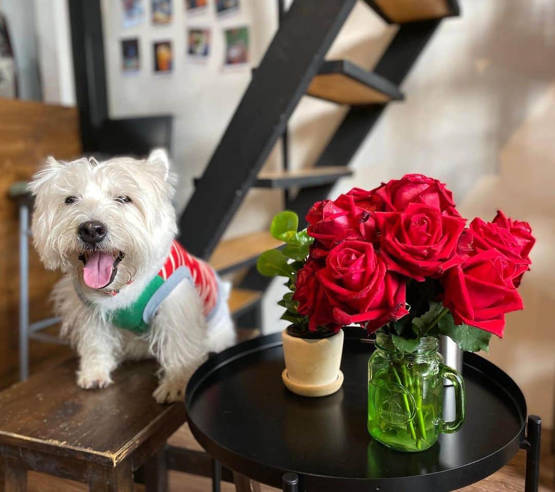 Hoykong&Plamuekのインスタグラム：「Happy Valentine’s everyone  #plamuek_westies #westiegram #valentines_day」