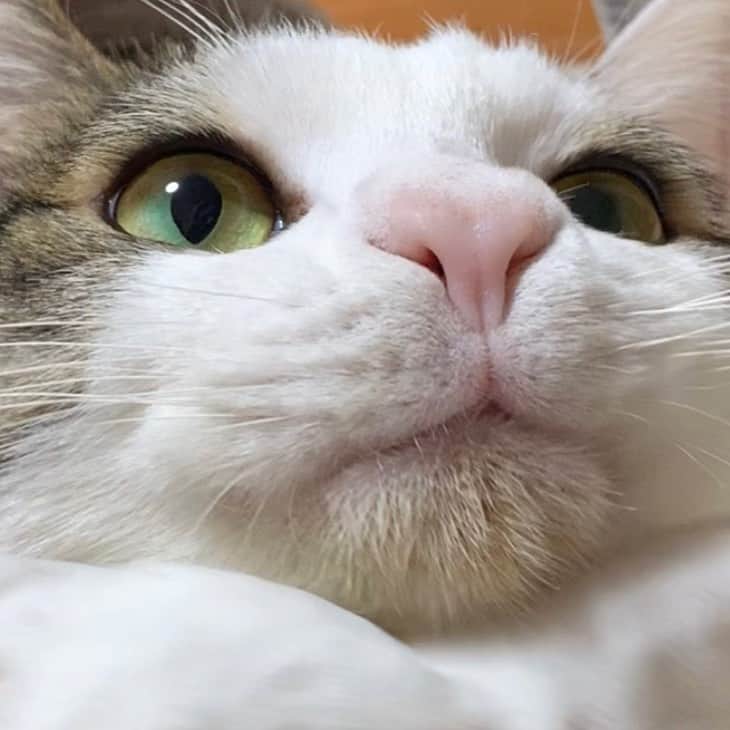ひのき猫さんのインスタグラム写真 - (ひのき猫Instagram)「オマメのおちょぼ口😍  ・ ・ ・ #豆大福 #ひのき猫 #おちょぼ口 #かわいい猫 #ねこ #猫部 #猫のいる生活 #cat #christmas #cutecat」2月14日 19時10分 - hinoki.cute.kitten