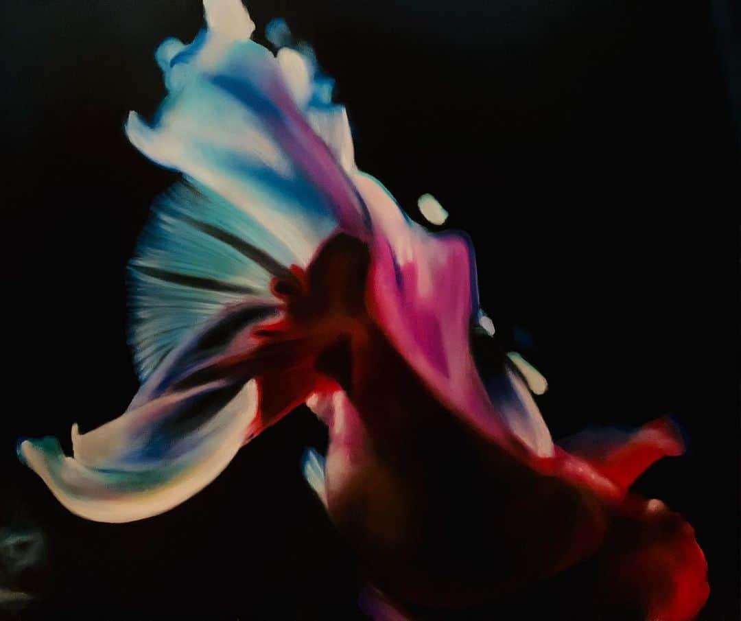 のインスタグラム：「ふわり… それは花弁のよう 時に シャボン玉のように。  8号サイズ  #金魚  #moecochalkart #drawing  #art  #japan  #japanese #artist #moeco #チョークアート #chalkart #chalk #チョーク #tokyo #picture  #絵 #artist #松下萌子 #moecomatsushita #琉金」