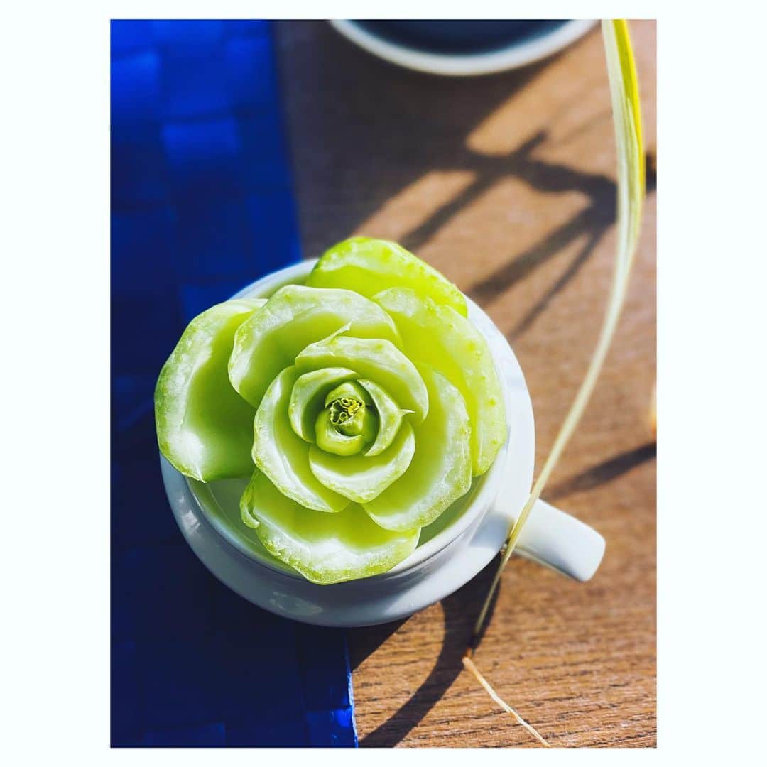 元木行哉のインスタグラム：「青梗菜の茎の部分を切ったら花が開いたようでした。﻿ ﻿ 東北や関東の皆さん、昨夜の地震は大丈夫でしたか？﻿ まだ余震が続いている場所もあるようです。﻿ くれぐれもお気をつけ下さいね。﻿ ﻿ #花は咲く #photography #明るい方へ #大きく深呼吸」