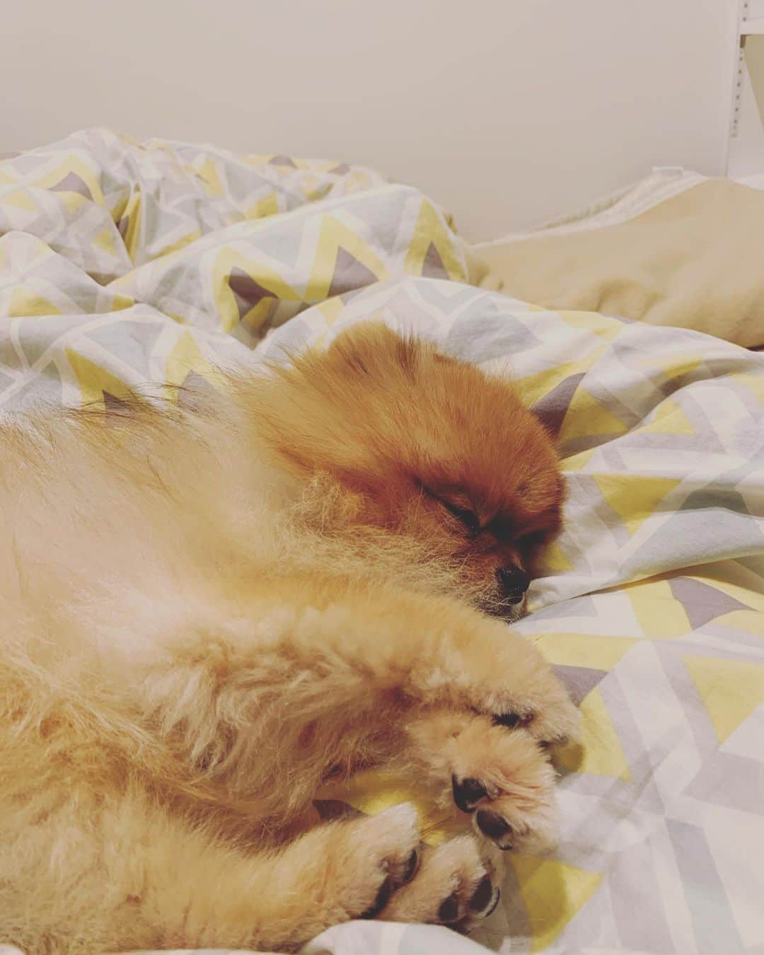 アモーレ橋本さんのインスタグラム写真 - (アモーレ橋本Instagram)「お休みなさい..zzz  #ポメラニアン #やっぱり犬が好き #子守り中 #石原寛子 さん #しつけがしっかりしていらっしゃる #犬 #癒し」2月14日 19時19分 - bravo_hashimoto