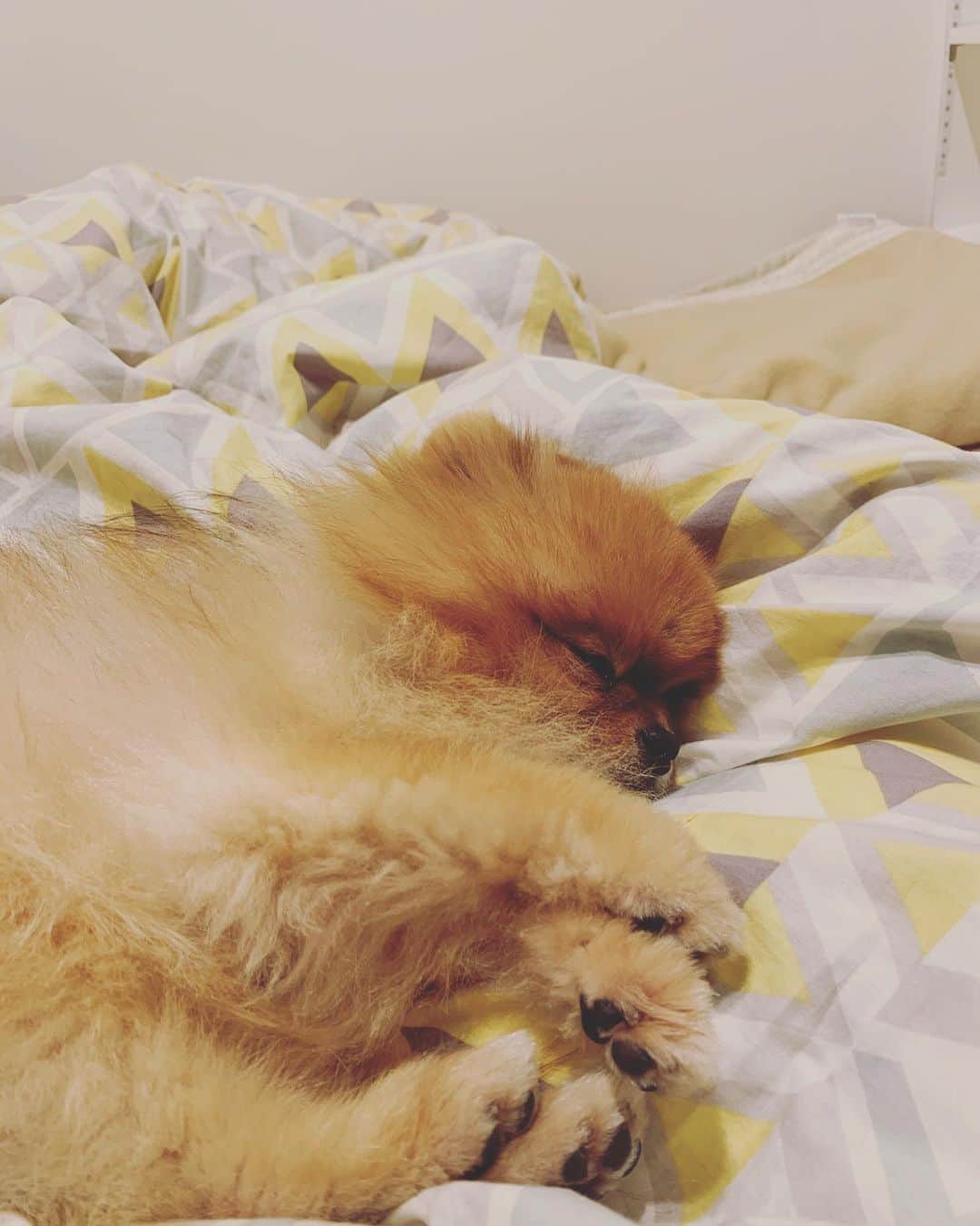 のインスタグラム：「お休みなさい..zzz  #ポメラニアン #やっぱり犬が好き #子守り中 #石原寛子 さん #しつけがしっかりしていらっしゃる #犬 #癒し」