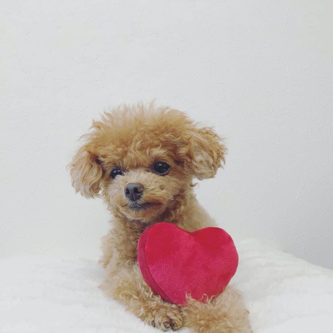 ふわのインスタグラム：「#toypoodle#toypoodlegram#dogsofinstagram#instadog#doglife#doglover#dog#valentine#dog#fuwamama#トイプードル#ふわもこ部#犬バカ部#親バカ部#犬のいる暮らし#いぬすたぐらむ#バレンタイン#❤️」