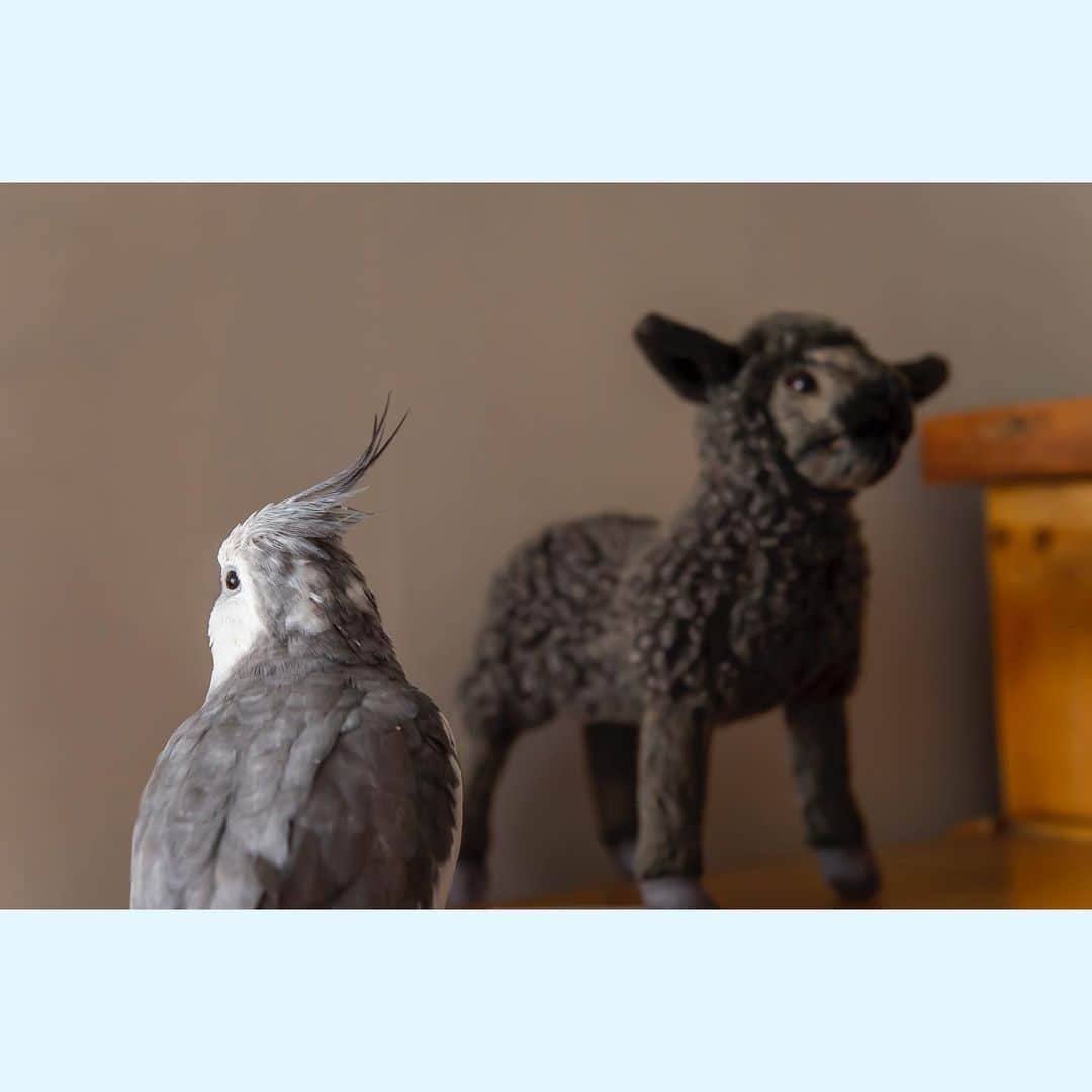 YURAPOi ゆらぽぃさんのインスタグラム写真 - (YURAPOi ゆらぽぃInstagram)「凛とした黒羊に センパイ警戒」2月14日 19時23分 - ryoichisakai