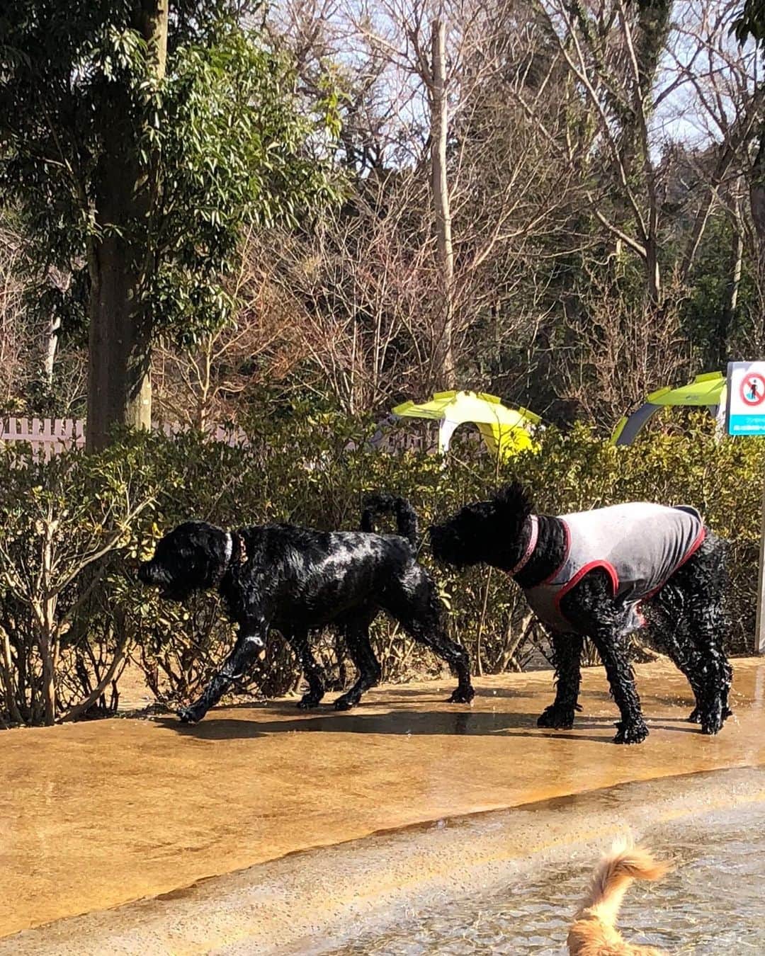 のインスタグラム：「. . ドギーズ小谷流① 初めてのドギーズ🌸🐕 まずはプールで水遊び。 走って綱引きにピッチョン。 マイペースのさくらお嬢さん🤣 . .  #しなしさとこ #satokoshinashi #格闘技 #女子格闘技 #ジョシカク#黒シュナ #giantschnauzer #ジャイアントシュナウザー #シュナウザー #schnauzerworld #1歳犬 #シュナスタグラム #犬プール #ドッグラン #ドッグランプール #ドッグカフェ#大型犬のいる生活 #大型犬のいる生活#しなしさくらお嬢#ドギーズアイランド小谷流 #ドギーズアイランド #ドギーズ」