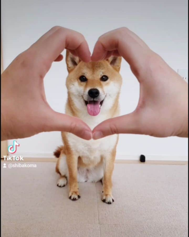 柴犬コマリのインスタグラム：「①Happy Valentine's Day!💝 ②１年前のﾊﾞﾚﾝﾀｲﾝﾃﾞｰはコマリ写真集発売日でした❣️ その時撮って載せ忘れてた天使コマリ👼笑 . ③みなワン地震は大丈夫でしたか❓️ 犬用の非常持ち出し袋があるとめっちゃ安心🐶 クレートで寝る練習も🙆‍♀️ . #柴犬コマリ #柴犬 #日本犬 #いぬのきもち #pecoいぬ部 #pecotv #shiba #shibainu #shibadog #shibalove #shibastagram #dogsofinstagram」