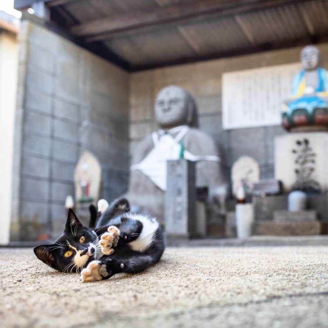 8282さんのインスタグラム写真 - (8282Instagram)「指先までのばす ・ ・ ・ #僕らの居場所は言わにゃいで  #カワイイだけが猫じゃない #cat#animal#ilovecat#gato #ねこ#猫#ふわもこ部 #にゃんすたぐらむ #catsofinstagram#東京カメラ部 #IGersJP#nekoclub#NEKOくらぶ #catlover#catloversclub #写真撮ってる人と繋がりたい ・ ☆非演出のススメ☆」2月14日 19時37分 - haniyan0821