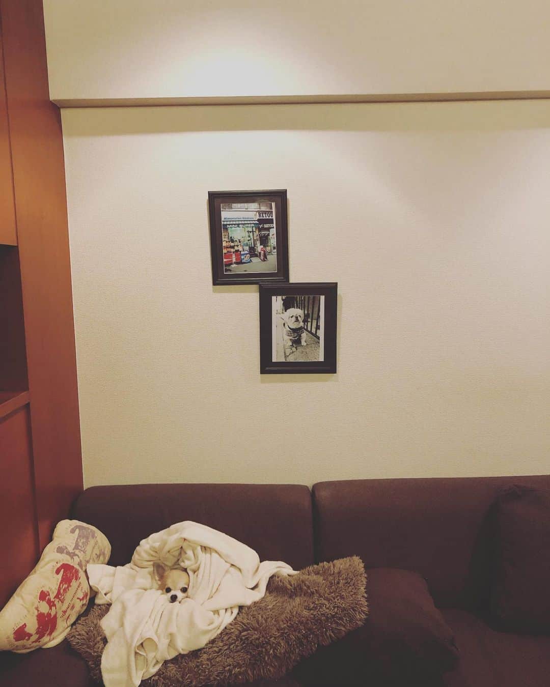 橋本塁さんのインスタグラム写真 - (橋本塁Instagram)「polka」2月14日 19時33分 - ruihashimoto
