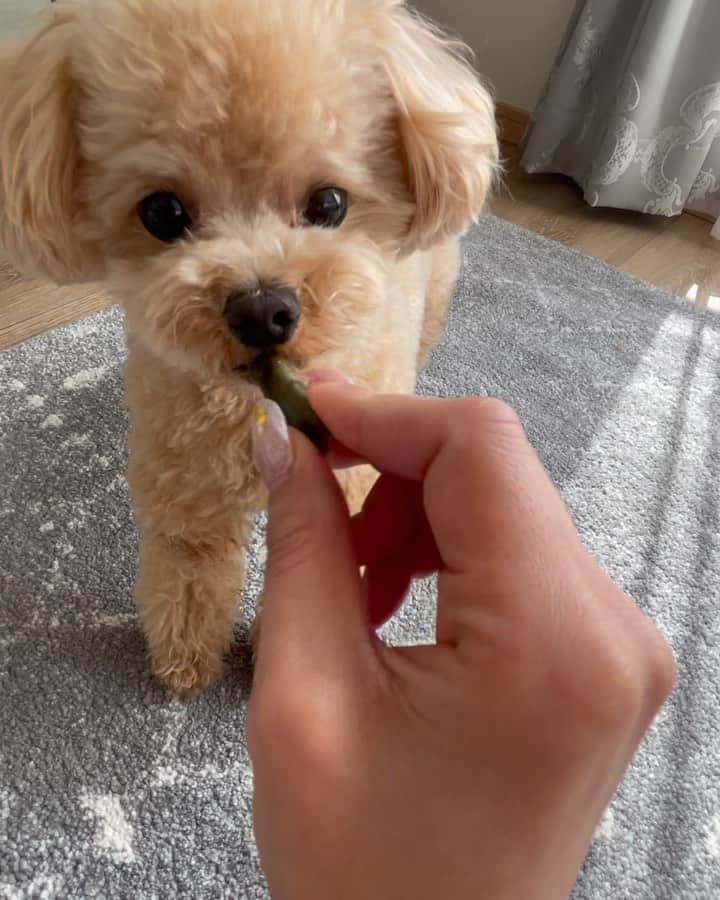 くるみたんのインスタグラム