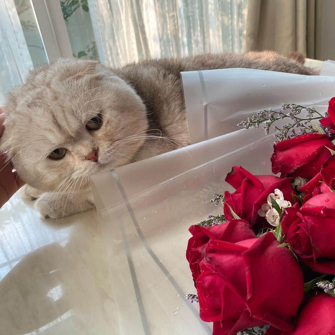 のインスタグラム：「Happy Valentine’s Day ❤️#haruthecat #catsofinstagram #valentines」