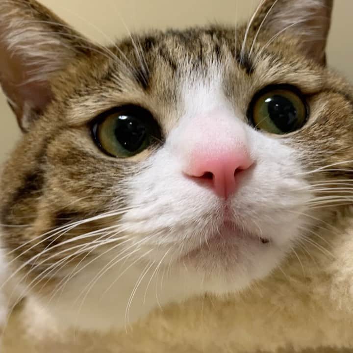 すずめくんのインスタグラム：「🦄💖  タワーのてっぺんで リラックスも…  たまにはいいにゃりね🐱💓  #キャットタワー  #くつろぎ  #リラックス   Unagi,relaxtime💖」