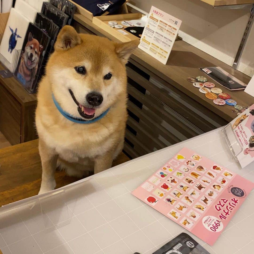 まる（まるたろう）のインスタグラム：「You can order a mask with an original design✨🐶😊✨パパのマスクをデザインしてもらったんだ〜 #可愛く出来た #パパ明日からこれつけてね #洗い替えも必要かな🤔 #すぐ出来ちゃう @gallerymarusan  @marutaro_onlineshop」