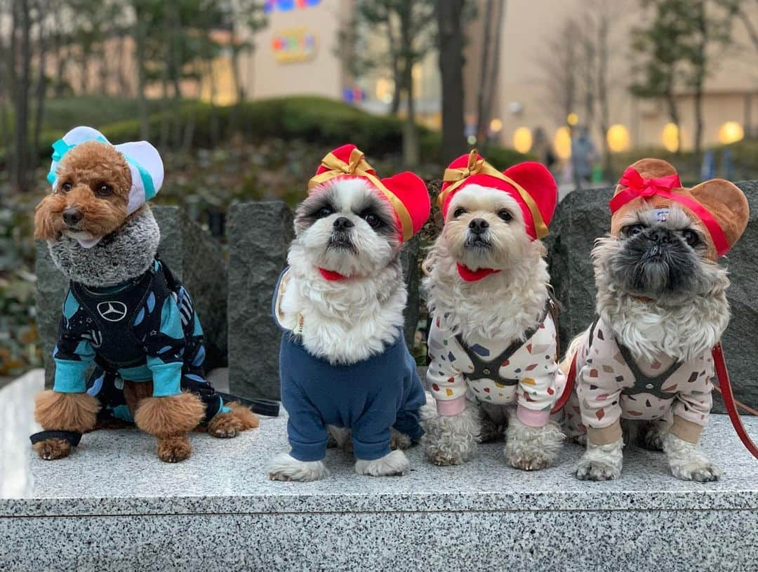 いくらさんのインスタグラム写真 - (いくらInstagram)「Happy Valentine🍫💖🎀 ・ 母ちゃんから手作りお菓子貰ったよ🐶🙌💕 ・ ふふふ🤩💕 ・ 🍠🍗🍓のケーキ美味かったなぁ〜🤤🍴 ・ 6.7枚目 ダチに被り物借りて一緒に写真撮ったよー🐶🐶🐶🐶💕 ・ 貸してくれてありがとう😍 ・ ・ 今日のために2tトラック借りて彼女達からの本命チョコを待ってるんだけどまだかなぁ〜🥺💕🤲🤣 ・ ・ #バレンタイン #本命#happyvalentinesday #valentine  #シーズー #シーズー好き #シーズー大好きクラブ #シーズー犬好き部 #シーズー大好き部 #シーズー犬 #シーズー大好き #シーズーlove #シーズー部 #ロングまつ毛ワンコの会 #いぬのきもち #鼻ぺちゃ犬 #短足犬 #いぬすたぐらむ #shitzu #shitzumania #shihtzuclub #shihtzuloves #shihtzulovers #shihtzusgram_feature #shihtzugram #시추 #시츄스타그램 #西施犬 #獅子狗」2月14日 20時05分 - i_am_ikura