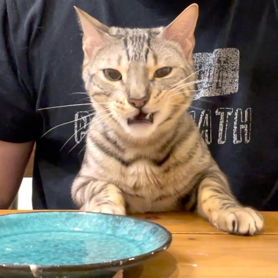 トミックのインスタグラム：「2/12はルトゥの誕生日🎂🎉🐈  #トミスタj  #トミック #youtuber #猫　#ベンガル　#ルト　#ロゼ #happybirthday  #表情豊かな猫　#人と同じように座ります」