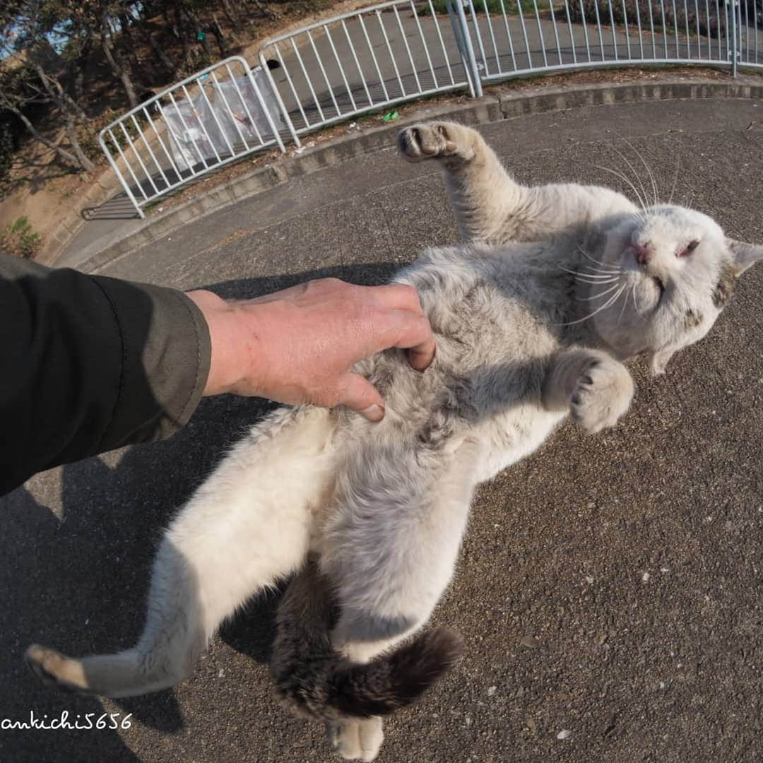 路地裏のにゃん吉のインスタグラム：「Here？ ここか！  #生き抜け野良猫 オシ #แมว #고양이 #igersjp#のらねこ部#猫#ねこすたぐらむ#ねこ部#straycat #にゃんすたぐらむ#みんねこ #cats#ファインダー越しの私の世界 #catsofinstagram#catgag #gatto#catloversclub#ペコねこ部#ピクネコ #東京カメラ部#icu_japan#team_jp_西 #고양이#nekoclub #catstagram#広がり同盟 #bestcatclub #gallery_legit #kawaii#love_bestjapan #meow」