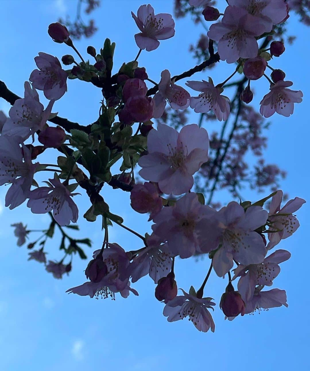 石川亜沙美のインスタグラム：「桜🌸 ・ 昨晩の地震。 皆さまの地域は大丈夫だったでしょうか？ 地震の被害に遭われた方々、 お見舞い申し上げます。 まだ余震が続いていますが、 お気をつけて下さいね💪 ・ 昨晩は 息子がまだ幼稚園だった あの時の記憶がよみがえりました。 寝室に置いてある防災グッズ。 ヘルメットをすぐ被り 玄関から靴👟を持ってきて 備えました。 ・ 今日は 防災グッズを開き 中身を再度確認。 ・ 自らの安全は、自ら守る。 自助の備えと行動、そして共助。 ・ ・ #2021.2.14 #地震対策 #🙏✨✨ #東京より #祈りを込めて #見上げた空 #🌸」