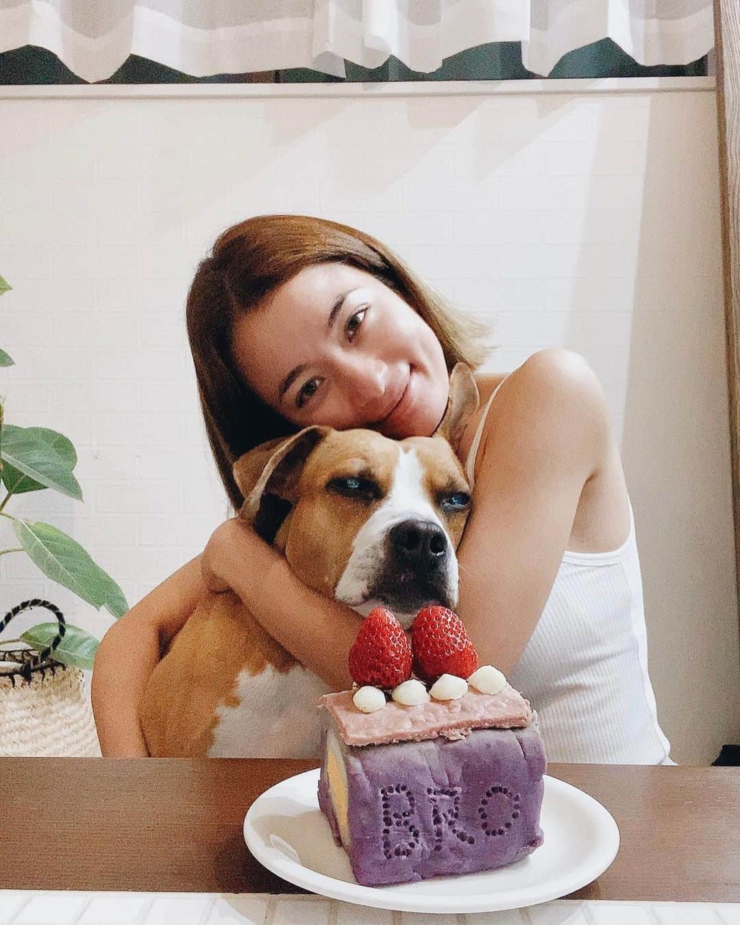 Fabiolla Takinamiのインスタグラム：「Happy birthday Bro🐶  長生きして一緒に たくさん冒険しようね🌈💋  私の愛より 早く食べさせろぉ〜っと 言わんばかりの顔やな😅  君が好きすぎて ごめんやでw😂  cake↓🐶🎂 @seagreen_kamakura   #happybirthday#pitbull」