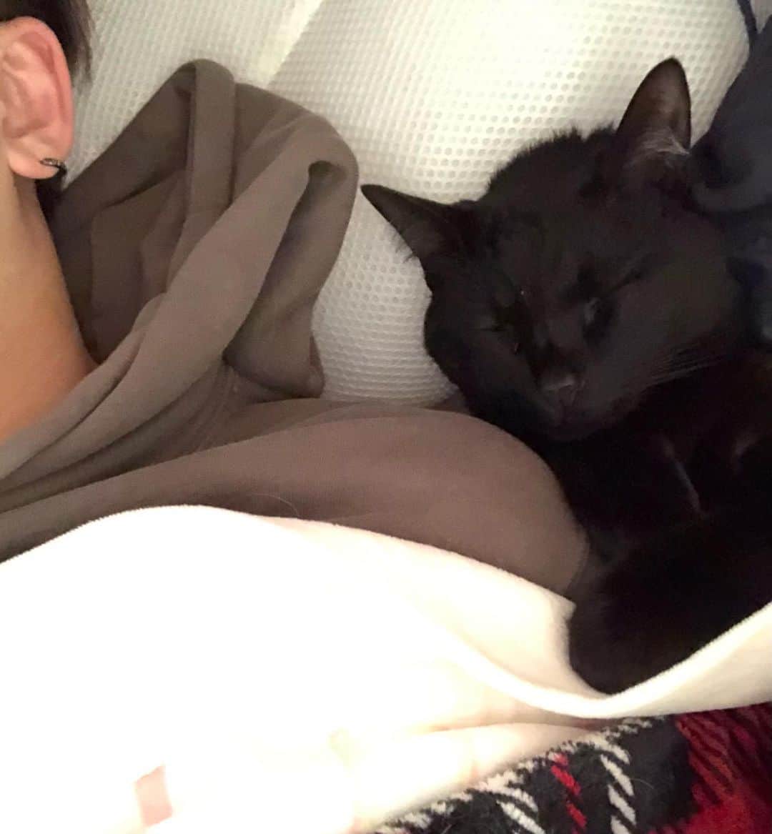 のインスタグラム：「信じられますか…？ 今朝目を覚ますと、ラムちゃんが隣で布団かぶって仰向けで寝てました。。」