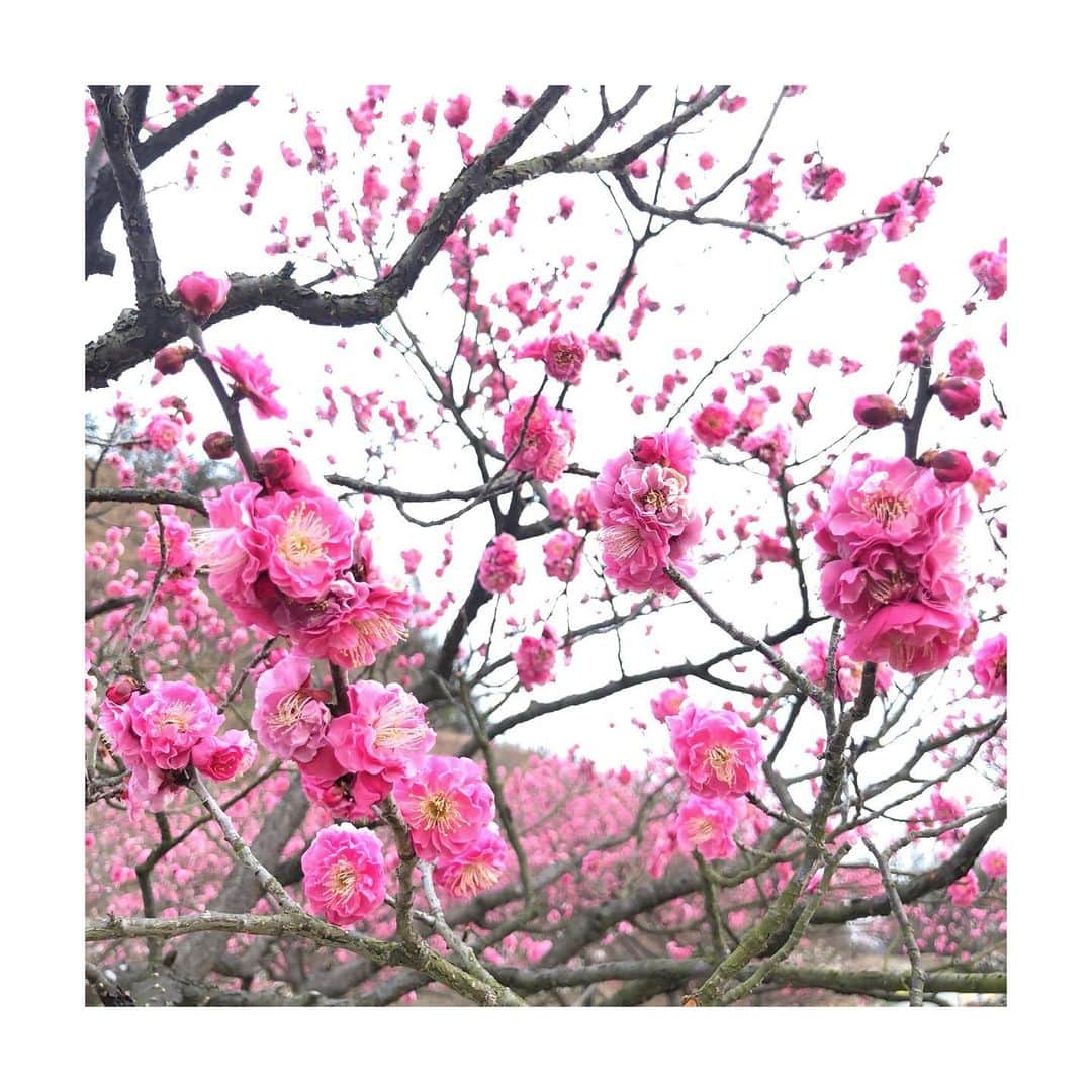 唐川美音さんのインスタグラム写真 - (唐川美音Instagram)「*  岡山市#神崎梅園  梅の花、 とても見応えがありました🌸  癒されます☺️  * *」2月14日 20時50分 - mio_karakawa