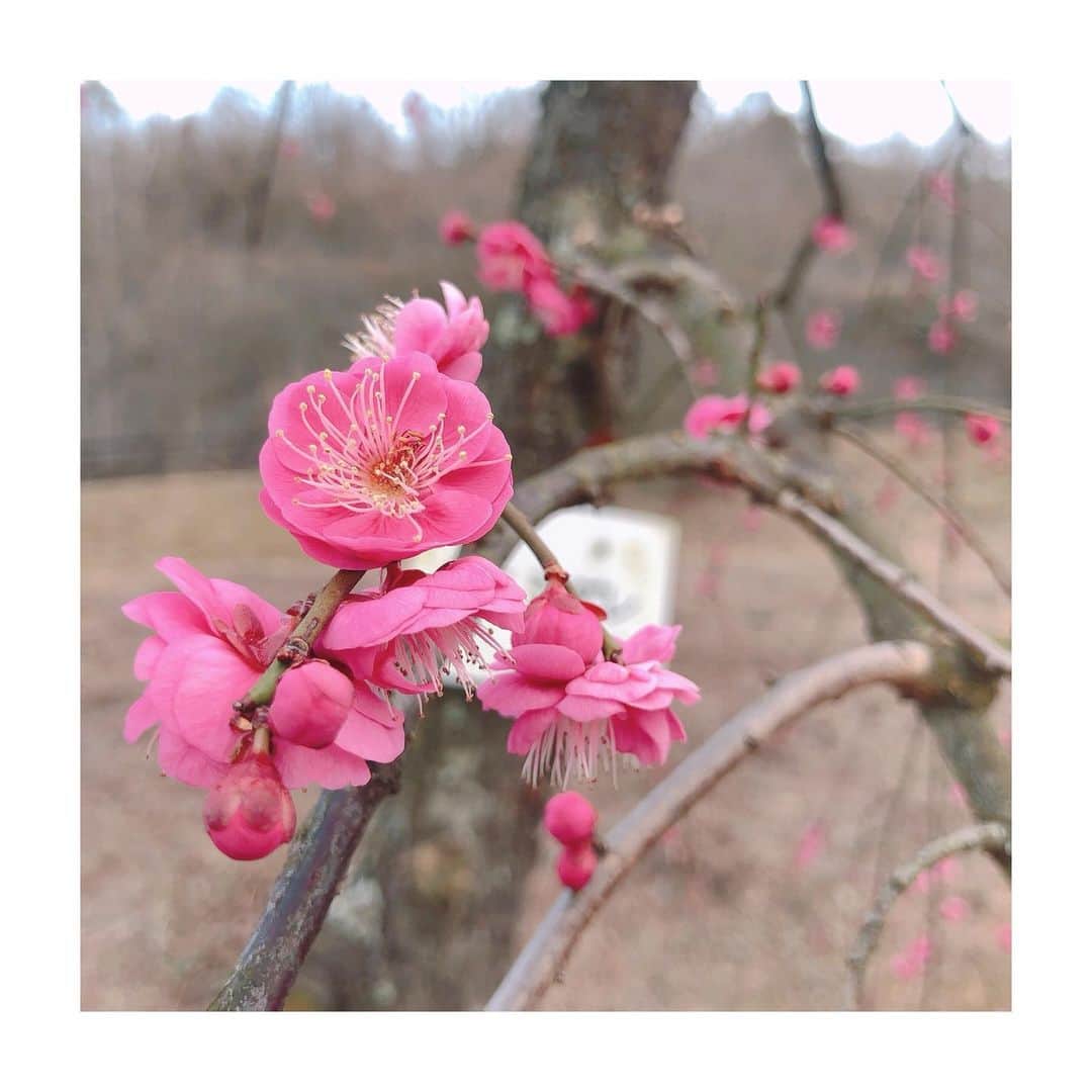 唐川美音さんのインスタグラム写真 - (唐川美音Instagram)「*  岡山市#神崎梅園  梅の花、 とても見応えがありました🌸  癒されます☺️  * *」2月14日 20時50分 - mio_karakawa