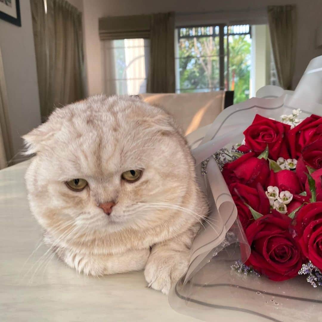 のインスタグラム：「Do-love-valentines face. 🙄 ก้าเหม็น เหม็นฟามรัก」