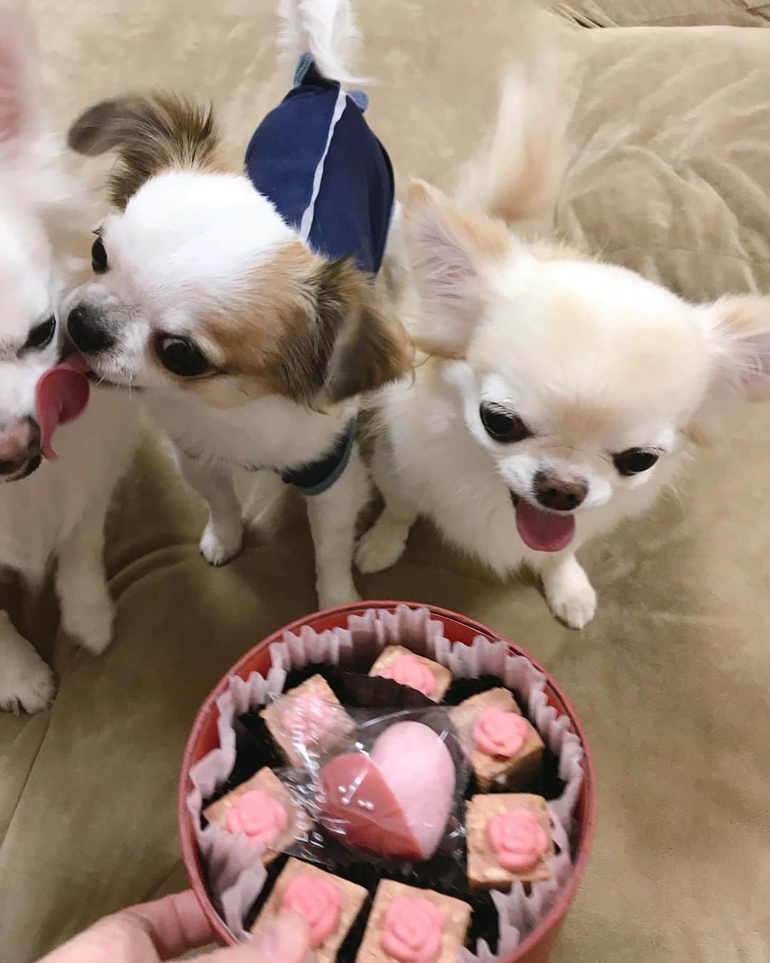 ∞maki∞??????さんのインスタグラム写真 - (∞maki∞??????Instagram)「2021.2.14 デコ♡フワ♡ピノ♡サラ♡オミ♡ツム♡ ・ ・ ・ ・ Happy Valentine 🍫🥰💝✨ ・ ・ ・ ・ ・ #パパさん用チョコ🍫#可愛くて見せびらかしただけ🤣#この後皆んなにはオヤツをあげたよ💕 #Valentineday#バレンタイン #動画#movie #dog#Chihuahua#Chihuahualove#Chihuahualife#instaChihuahua#IGersJP#all_dog_japan#happy#cute#love#犬#愛犬#イヌスタグラム#ちわすたぐらむ#チワワ#ロングコートチワワ#多頭飼い#可愛い#癒し#幸せ#ﾃﾞｺﾌﾜﾋﾟﾉｻﾗｵﾐﾂﾑ#Goodnight#おやすみ」2月14日 20時54分 - maki_dfpso