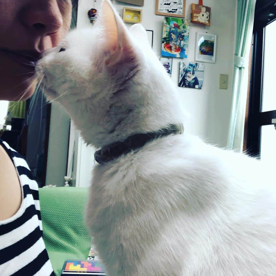 水谷さるころのインスタグラム：「避妊手術以来、メンタルが不安定で私にべったりの猫…。なんでチューしてくるんだろう…😰　#おファルにゃん」