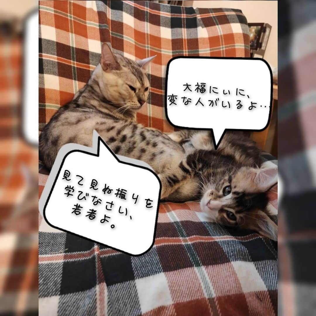 翠千賀さんのインスタグラム写真 - (翠千賀Instagram)「最愛のピーくん。やっと落ち着いたと思ったらはしゃぐ… #愛猫　#ベンガル猫　#メインクーン　#猫との暮らし 　#猫のいる生活 　#猫あるある 　#猫好きさんと繋がりたい」2月14日 21時26分 - chika.midori