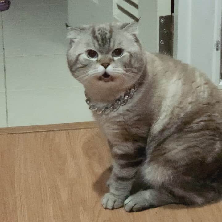 Chepoのグルメインスタ