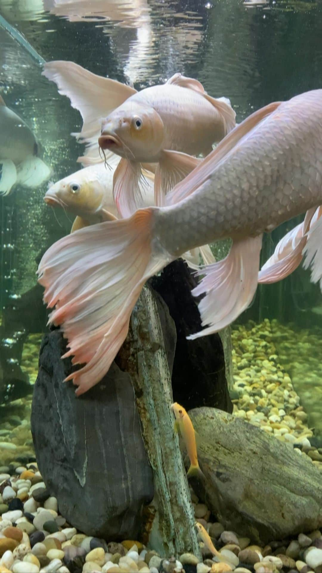 ヘランのインスタグラム：「#fishes 🐠」