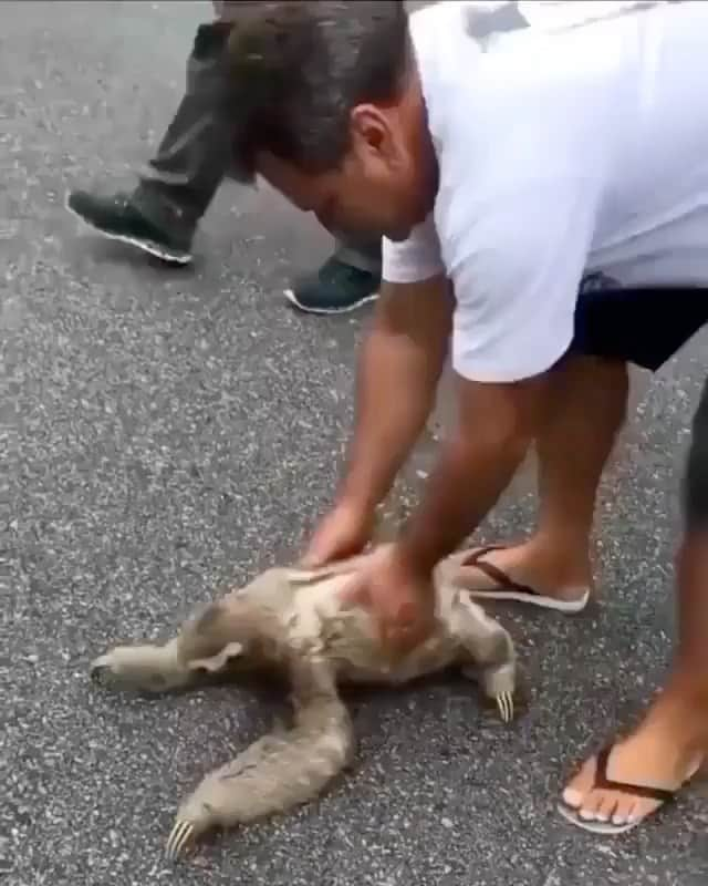 WildLifeのインスタグラム：「The unforgettable moment when a sloth smiles and waves back at the man who rescued it from the road in Rio De Janeiro, Brazil during rush hour. 🦥  Sloths spend most of their lives hanging upside down in the trees of South and Central America's tropical rainforests.  🇧🇷 #discoverbrazil Video by Jose Aldenizio DM for credit. Repost via @discoverearth  . . . . #brazil #sloth #sloths #costarica #animals #art #cute #love #slothsofinstagram #leniwiec #nature #travel #happy #animal #slothlife #drawing #illustration #slothlove #wildlife #christmas #zoo #slothlover #handmade #babysloth #artistsoninstagram」