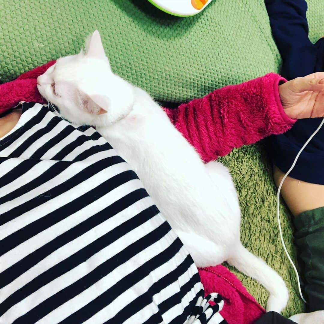 水谷さるころのインスタグラム：「我が家の妖怪べったり猫は、この状態以外だとずっと怒ってる。つまりべったりさせろって事ですよね…。　#おファルにゃん」