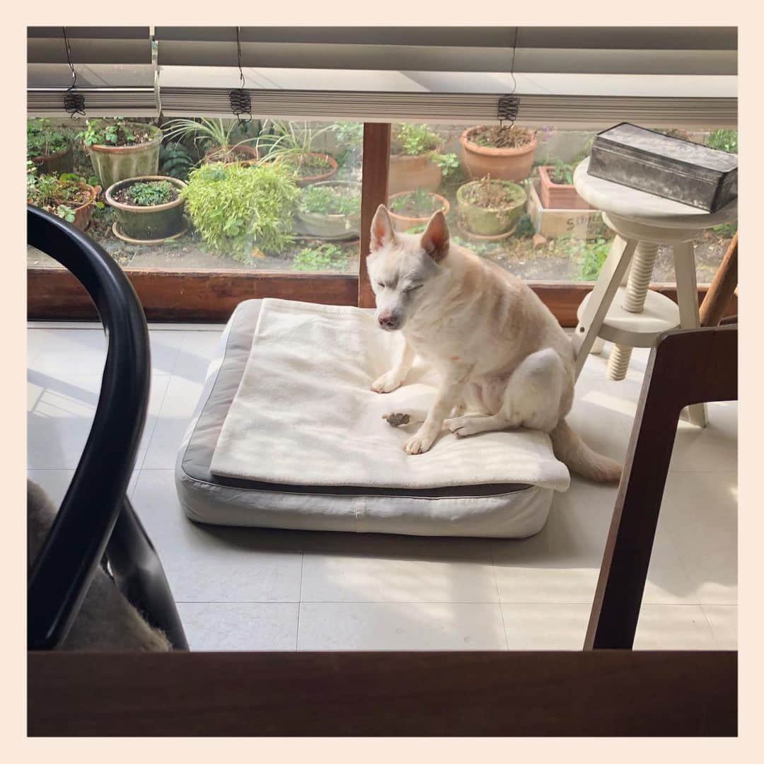 パンといっぴきのインスタグラム：「#元保護犬 #雑種犬 #crossbreed #mixdog #キップル14歳」