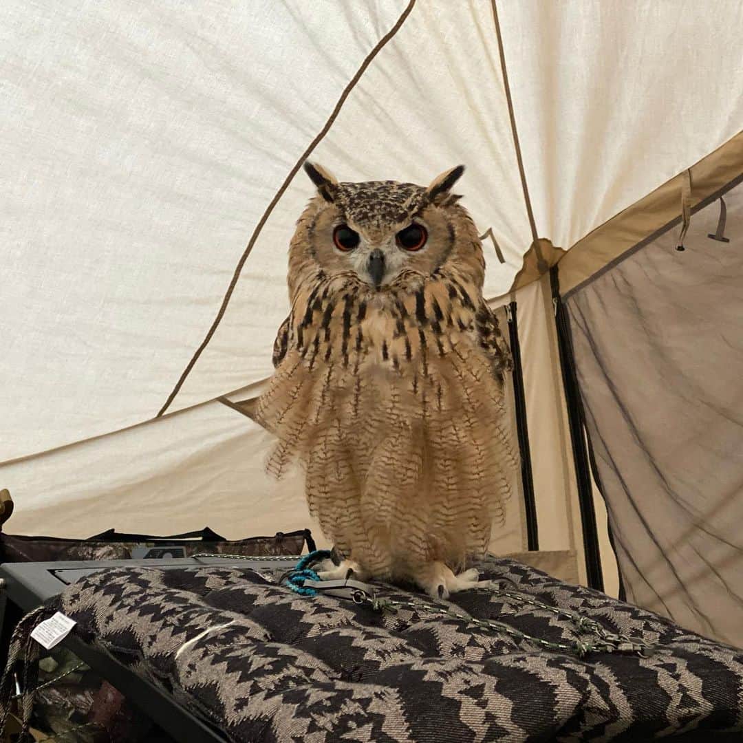 GEN3 Owlのインスタグラム：「キャンプに行ってきたよー。 今週末、YouTubeの更新する予定です。 今回は少し編集の趣向を変えてみようかなと思ってます。 お楽しみに😁  I went camping.  I'll post it on YouTube this weekend.  It may be a different image than usual. Please wait!👍  #owl #owlgaru #フクロウ #キャンプ」