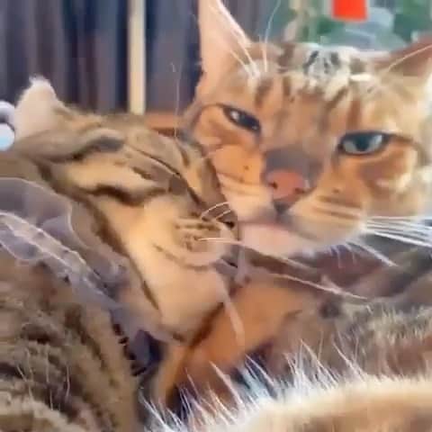 Cute Pets Dogs Catsのインスタグラム