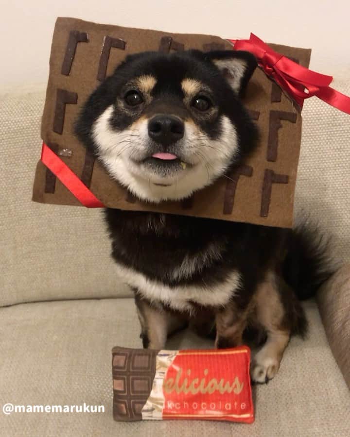まめ丸のインスタグラム：「* * 【 #はめ丸 シリーズ第27弾 】 ハッピーバレンタイン🍫❣️ チョコレートどうぞ🐶💓 * 公式LINEタイムラインにぼくの気持ちの字幕つき動画UPしたからみてね🐶💓 https://lin.ee/gWZ6JBE * Happy Valentine’s Day❗️ Thank you for your chocolates🐶💓 🌟#mamemaruscosplay No.27 chocolate🍫🌟 * #柴犬#豆柴#柴#黒柴#犬#いぬのきもち#しばいぬ#shiba#shibainu#shibastagram#shibadog#puppylove#puppy#instadog#dogstagram#dog#pet#petstagram#adorable#cute#worldofcutepets#dailyfluff#weeklyfluff#バレンタイン#valentinesday#valentine#chocolate」