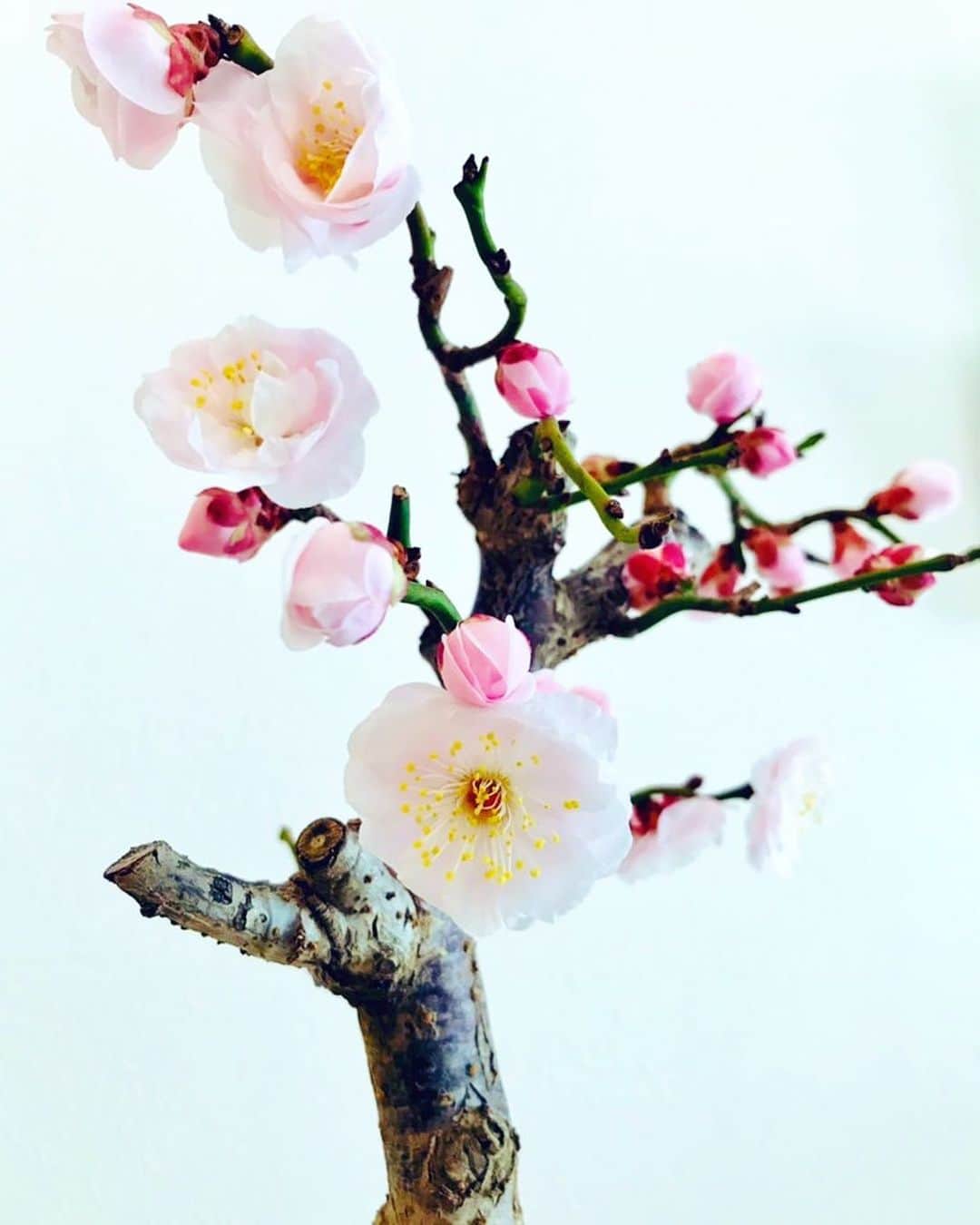 名渡山遼さんのインスタグラム写真 - (名渡山遼Instagram)「猛暑、厳冬を乗り越えて ついに満開を迎えました。 今日の為に、雨の日も風の日も 頑張った梅花ちゃんに拍手！ 健気な姿に心を打たれます。 春は必ずやってくる。  写真は蕾が花開くまでの記録です！  #ほのぼの梅花ちゃん #梅盆栽 #梅の花 #盆栽」2月14日 22時19分 - ryo_natoyama