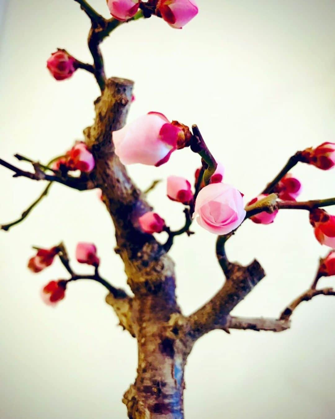 名渡山遼さんのインスタグラム写真 - (名渡山遼Instagram)「猛暑、厳冬を乗り越えて ついに満開を迎えました。 今日の為に、雨の日も風の日も 頑張った梅花ちゃんに拍手！ 健気な姿に心を打たれます。 春は必ずやってくる。  写真は蕾が花開くまでの記録です！  #ほのぼの梅花ちゃん #梅盆栽 #梅の花 #盆栽」2月14日 22時19分 - ryo_natoyama