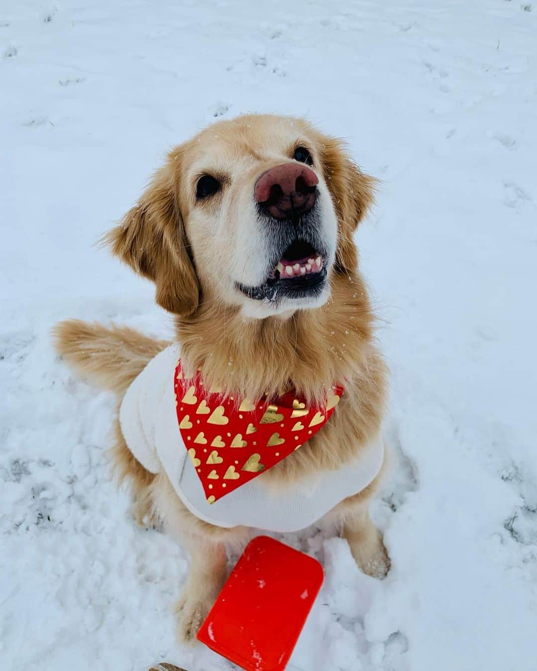 モヒートさんのインスタグラム写真 - (モヒートInstagram)「#ad Mojito is so excited to have chosen her perfect Valentine 💜 we think @samanthanash4’s pup will be a perfect match for Mojito! Thanks to our friends at @myollie for hooking them up with dinner!    Enjoy 50% off your first Ollie box and 25% off your 2nd and 3rd box here: http://bit.ly/3r06lfR  #valentinesday #valentinesdate #bemyvalentine #goldensofinstagram #goldenretriever #spoileddog #dogmom #dogsofinstagram #dogfood」2月14日 22時20分 - mojito_rose_family