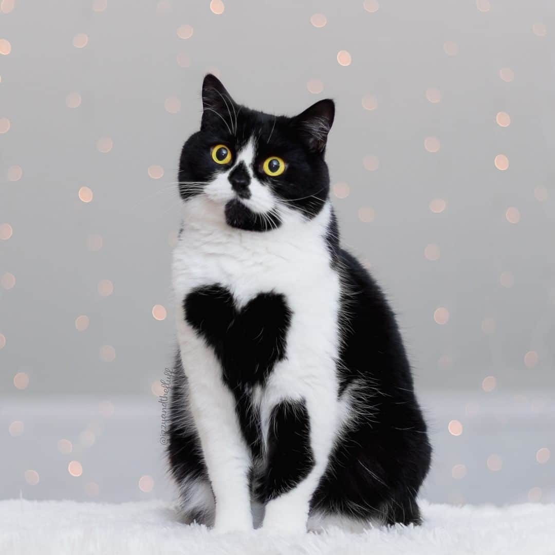 Zoe & Izzyのインスタグラム：「Happy Zoë Day.❤️  We've made a compilation full of love, and saved the best for last.🥰  This Valentine's Day is a bit different due to COVID restrictions, but we hope you managed to find a way to share the love with your special someone.   How did you celebrate Zoë Day this year?」