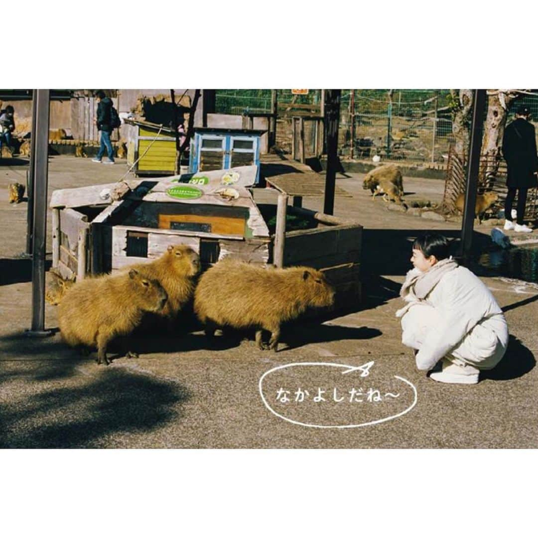 Kanocoさんのインスタグラム写真 - (KanocoInstagram)「【 OZmagazine 3月号 】 なんと！動物特集です🐻‍❄️🐻🦒🦙🐅 私は伊豆アニマルキングダムに行ってきたよ。 人間たちが忙しなくしていても、 動物たちはの〜んびりしていて、 とっても癒されました✨✨ 初めてキリンちゃんにご飯をあげたんだけど、 舌の長さにビックリしちゃいました😂 2度目からは無事に食べてくれました✌️ 今月号は一冊まるっと癒され号です。 美味しい飲み物を飲みながら、 ぜひ読んで心を溶かしてくださいね。 よろしくお願いします🐻‍❄️ #ozmagazine #オズマガジン」2月14日 22時36分 - kanococo