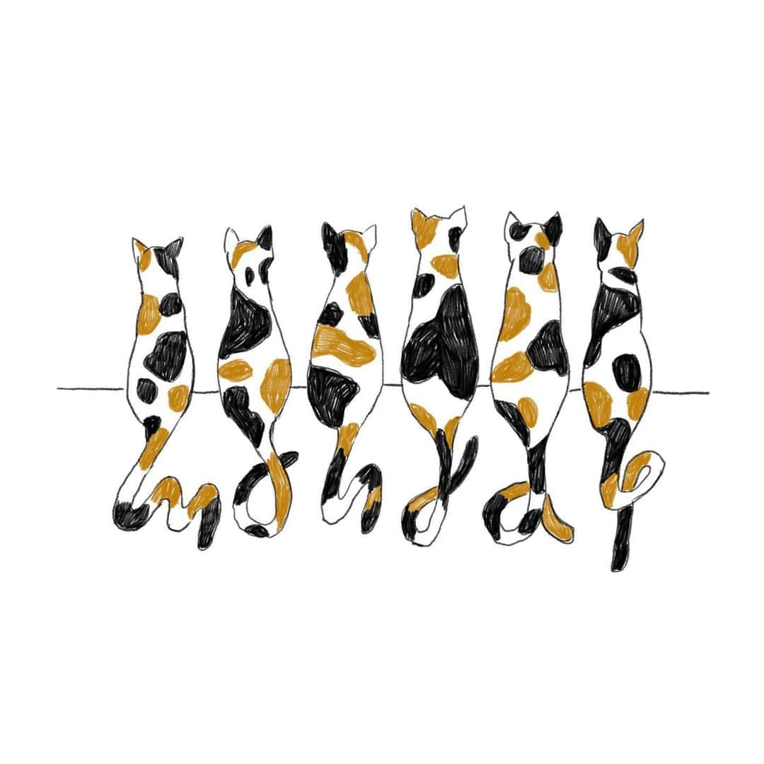 のインスタグラム：「monday is coming right away...🐈 Oh meow...🙀  #shogosekine #三毛猫好き」