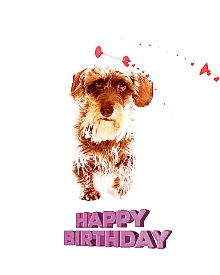 のインスタグラム：「Wishing the happiest birthday to my forever puppy dog Jim , #ilovemydogs #daschund  @dingo.jules.jim #dashundsofinstagram  #julesetjim」